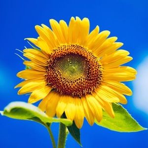 Meet your Posher, Steve